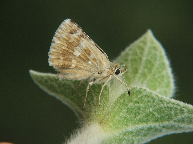 Carchadorus