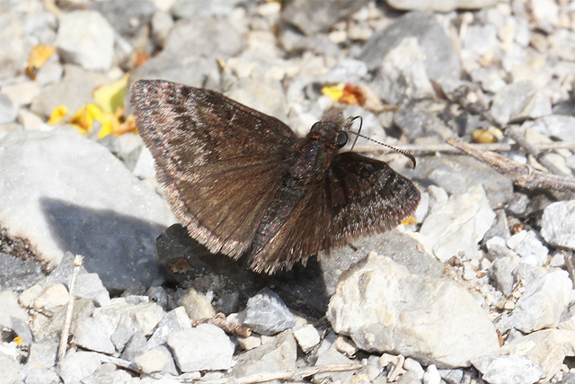 Erynnis tages