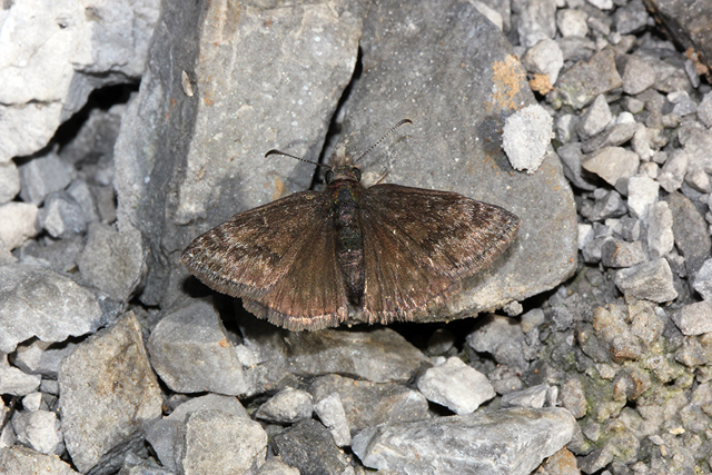 Erynnis tages 02