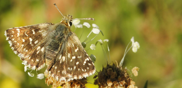 Spialia sertorius