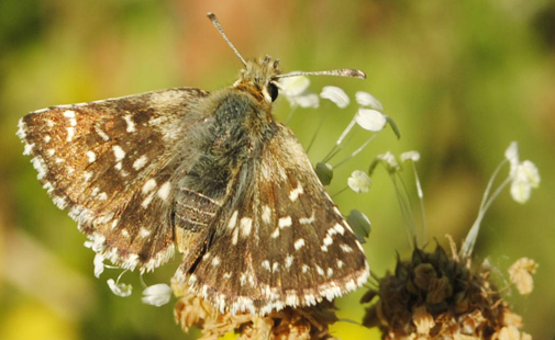 Spialia sertorius