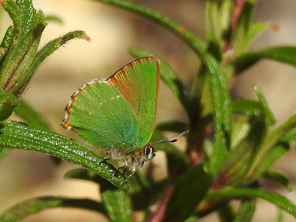 Callophrys