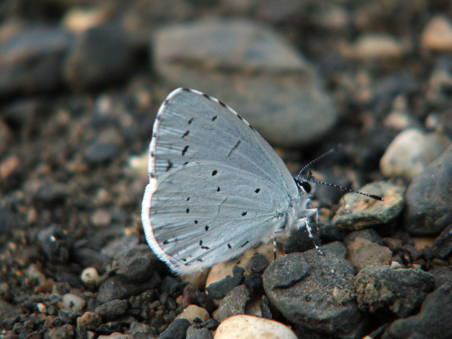 Celastrina