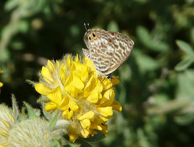 Leptotes