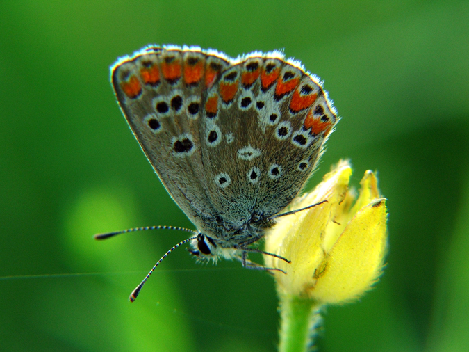 Licnido caracterstico, Aricia cramera