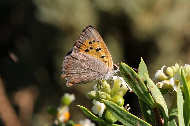 Lycaena