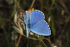 Polyommatus thersites