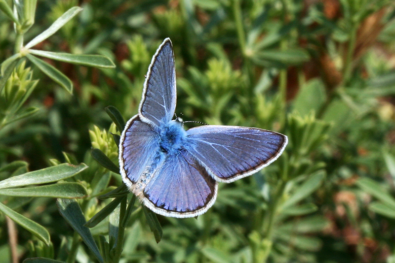 Polyommatus