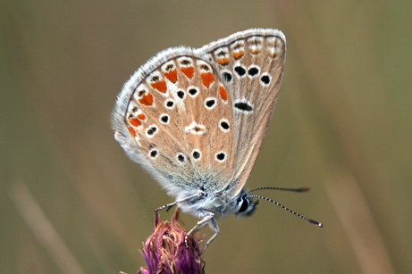 Polyommatus