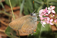 Satyrium esculi