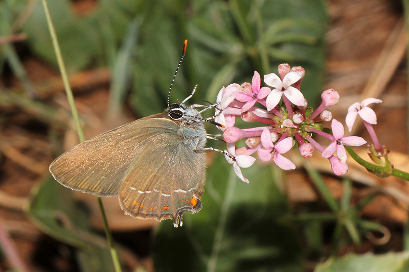 Satyrium