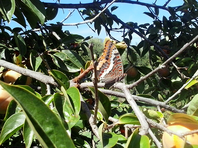 Mariposa del madroo