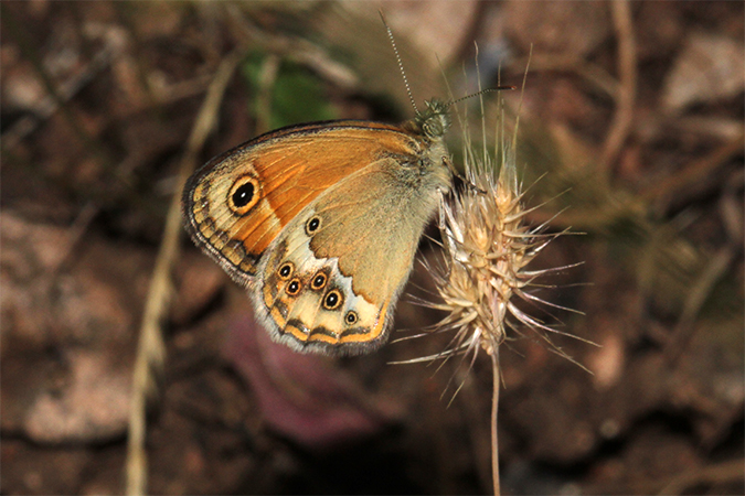 Coenonympha dorus