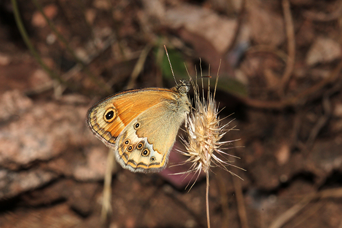 Coenonympha dorus