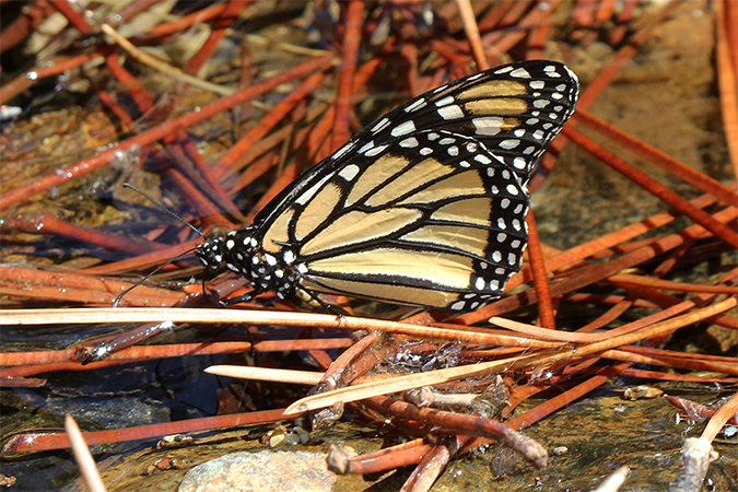 Danaus plexippus