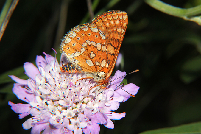 Euphydryas aurinia