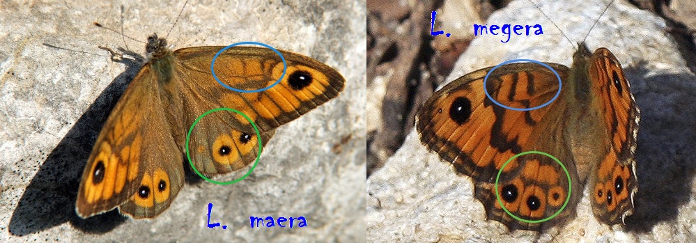 Comparativa de anversos de Lasiommatas