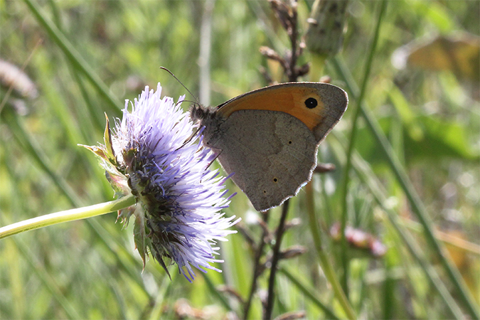 Maniola jurtina