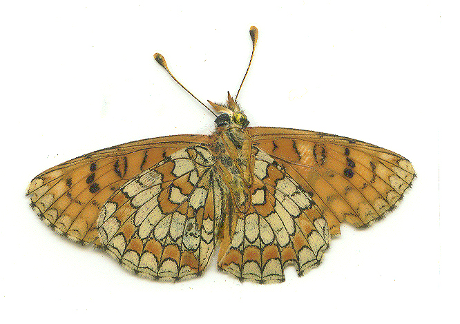 Melitaea deione