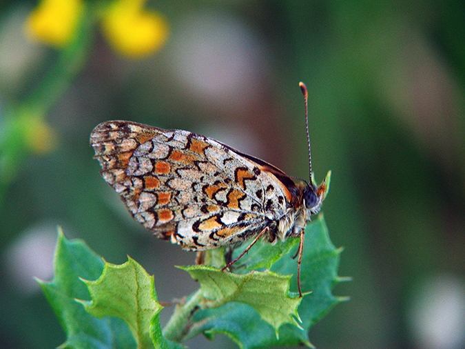 Melitaea phoebe