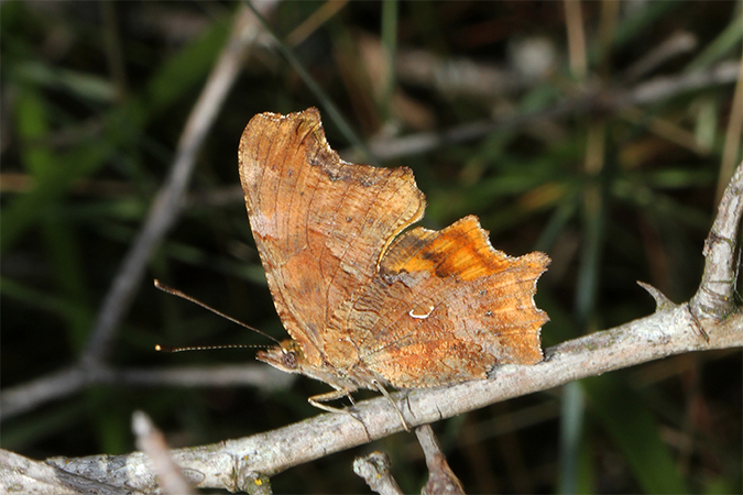 Polygonia c-album