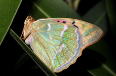 Argynnis