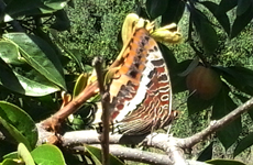 Charaxes