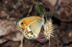 Coenonympha