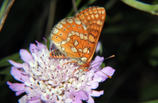 Euphydryas