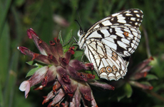 Melanargia