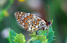 Melitaea