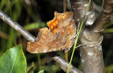 Polygonia