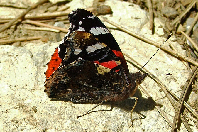 Vanessa atalanta