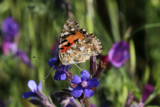 Vanessa cardui