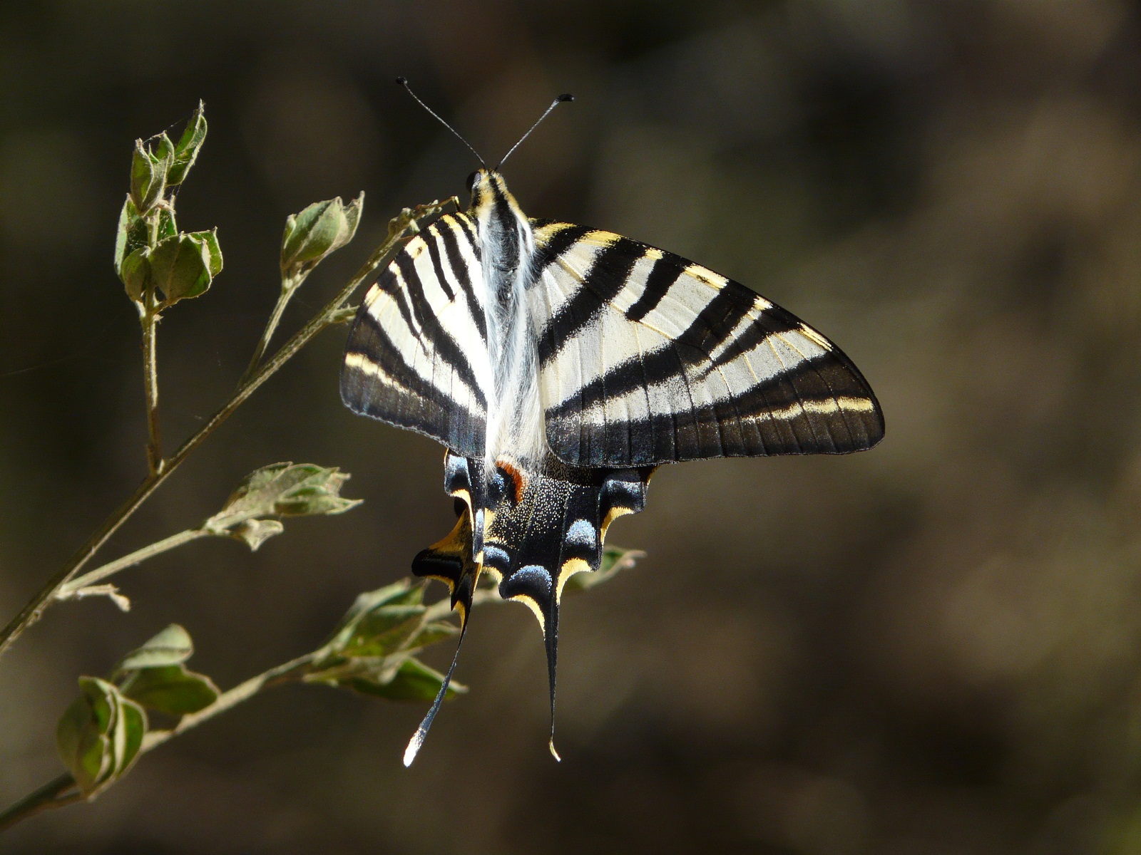 Iphiclides