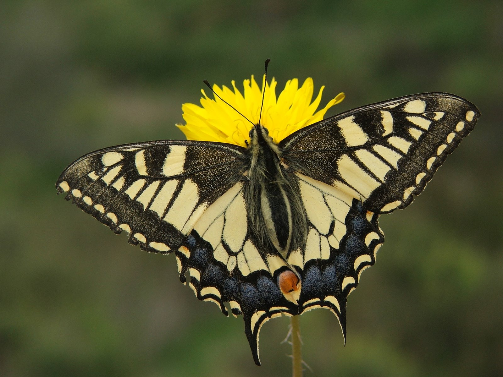 Papiliónido representativo: Papilio machaon Papiliónido representativo: Papilio machaon