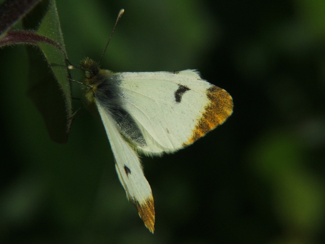 A. belia euphenoides