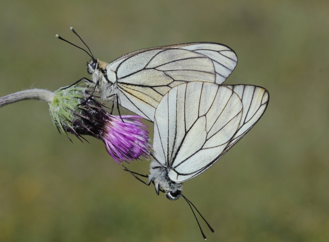 A. crataegi 5
