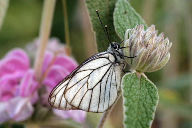 Aporia crataegi