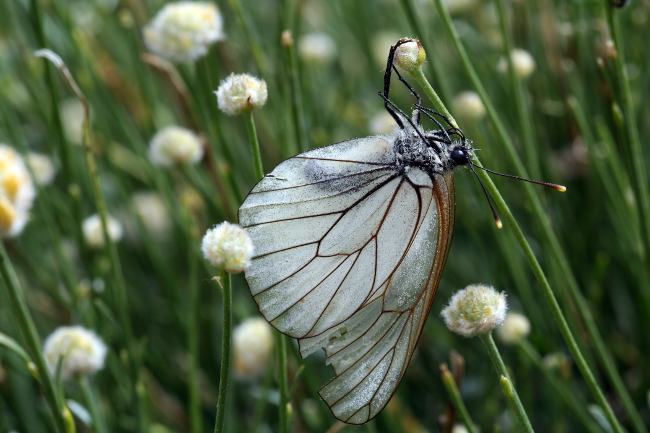 A. crataegi 3