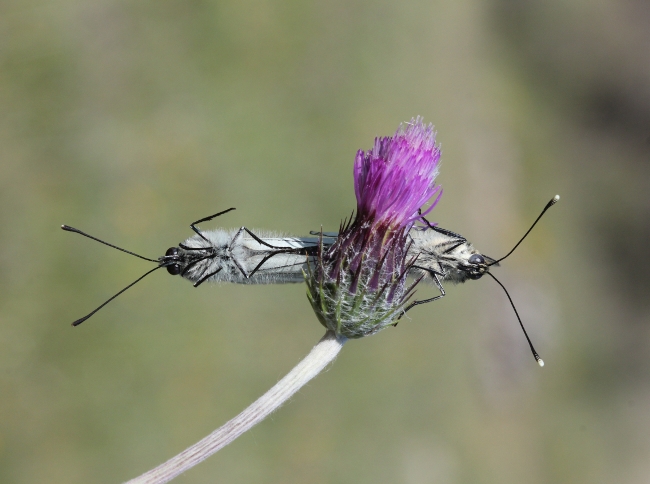 A. crataegi 4