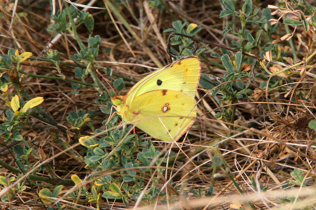 Colias alfacarensis