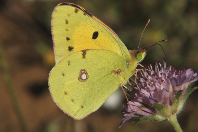 Colias crocea