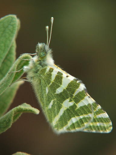 Euchloe belemia