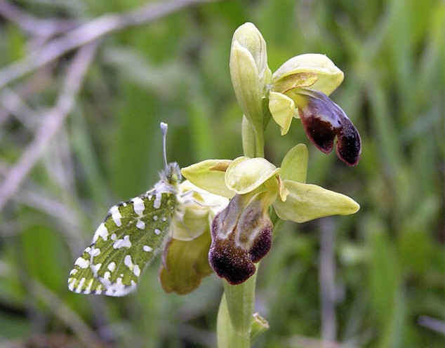 Euchloe crameri