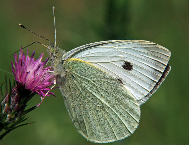 Pieris brassicae