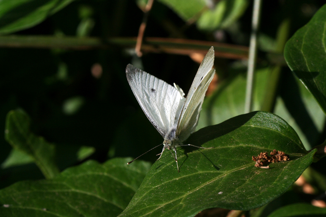 Pieris rapae