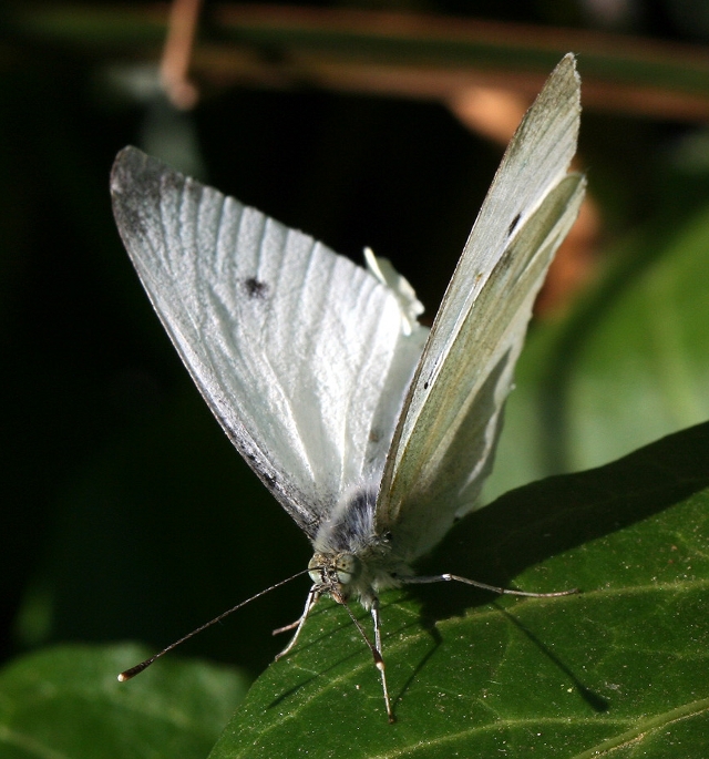 Pieris