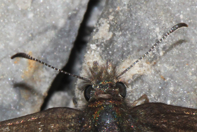 cabeza hespérido Erynnis tages
