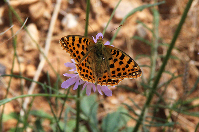 Issoria lathonia Ninfalido